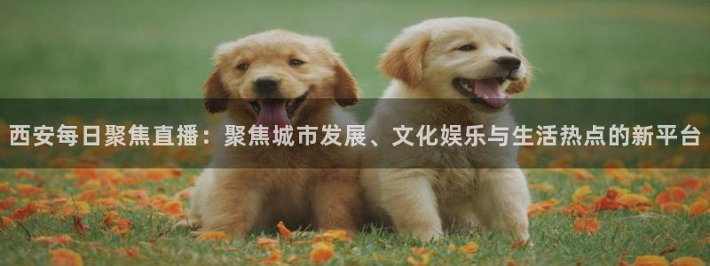 51视频在线直播nba：西安每日聚焦直播：聚焦城市发展、文化娱乐与生活热点的新平台
